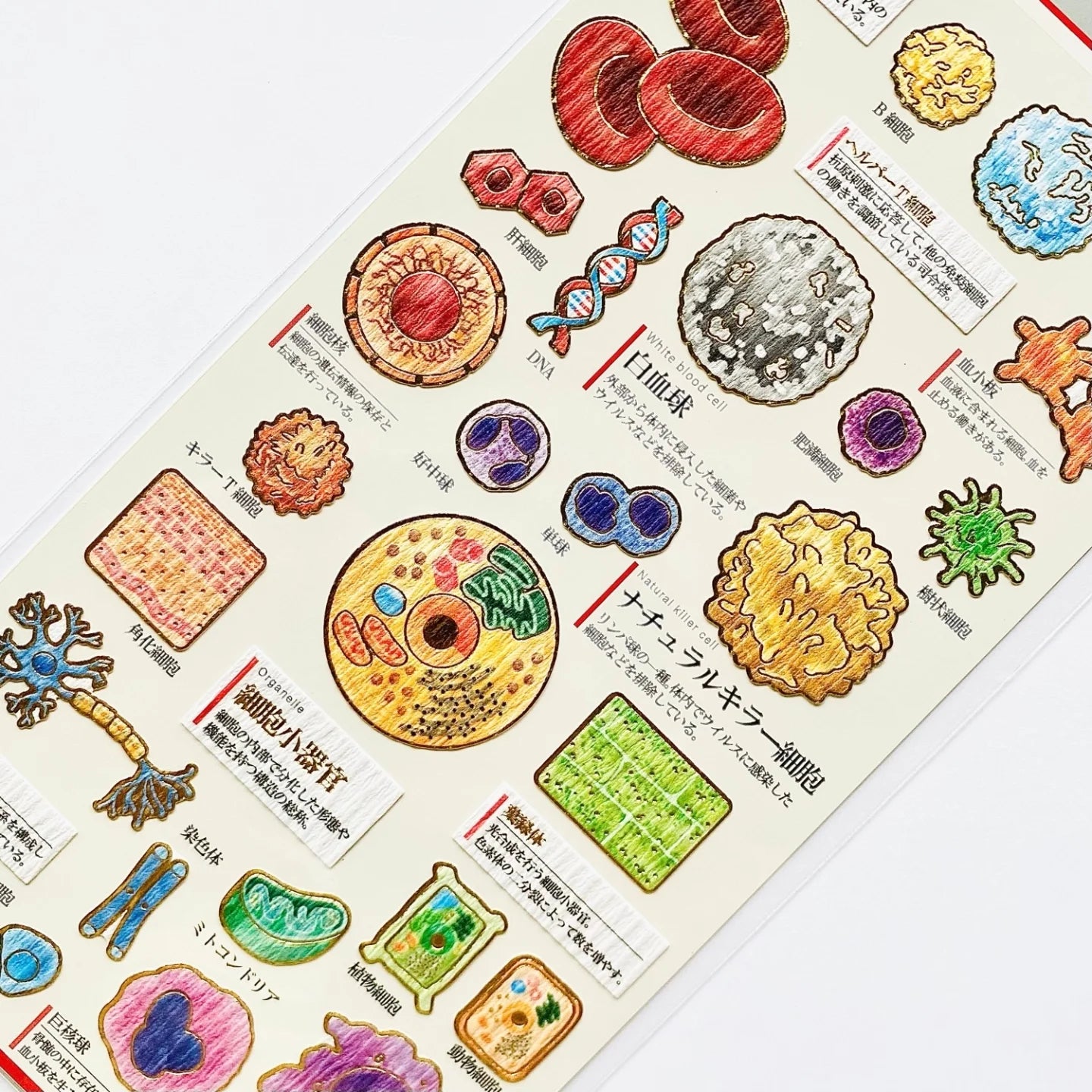 Kamio Adult Illustrated Picture Book Stickers - Cells