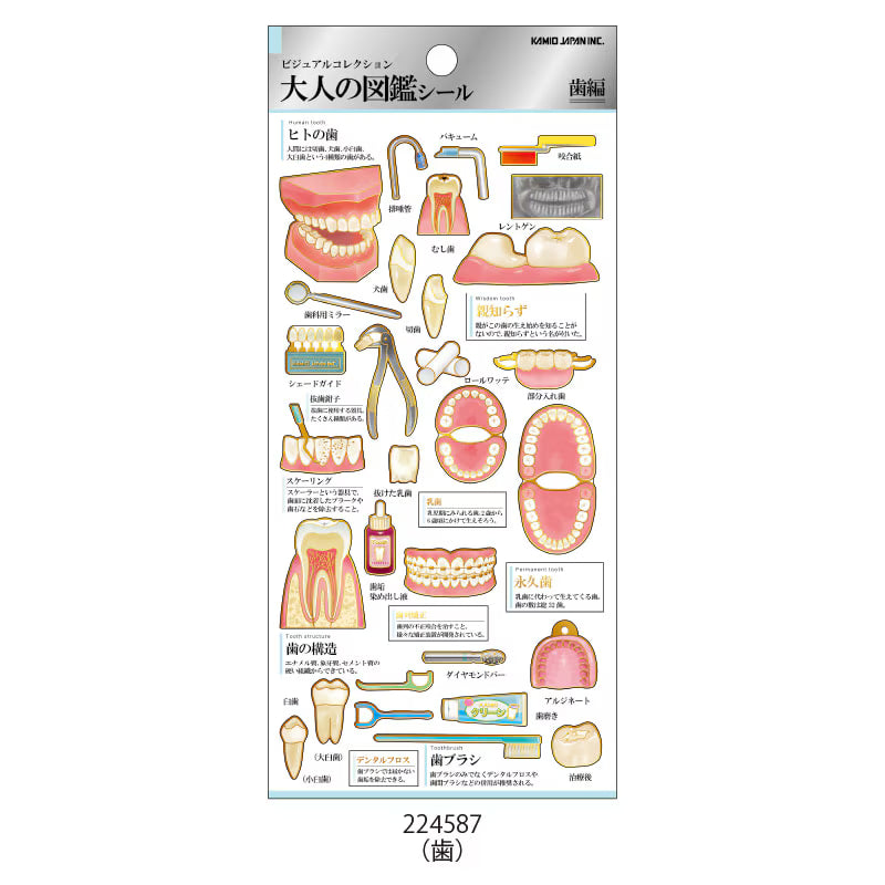 Kamio Picture Dictionary Sticker Sheet – Teeth